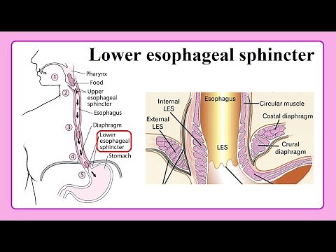 lower esophageal sphincter