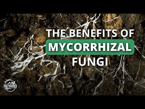 Allies in the Soil: Mycorrhizal Fungi | Dr. Adam Cobb