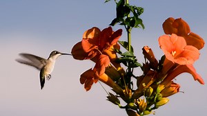 What hummingbirds does Oklahoma have? Migration map shows common species seen in state