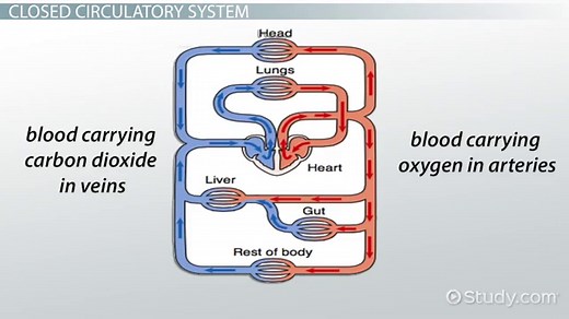 Closed Circulatory System | Definition, Types & Examples