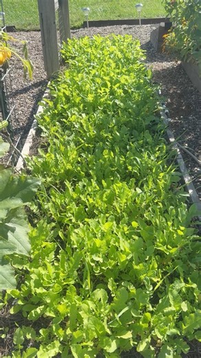 Fall gardening isn’t just for cleanup — it’s for growing! 🌾 Learn how to plant cool-weather crops and enjoy fresh harvests well into the season. Whether you grow vegetables, herbs, or flowers, fall is full of gardening opportunities 🍂 #FallGarden #FallGardening #CoolSeasonCrops #GardeningTips #OrganicGardening #SustainableGardening #GardenEducation #BackyardGarden #SeasonalGardening #GardenLife #GardeningForBeginners | From Dream to Seed