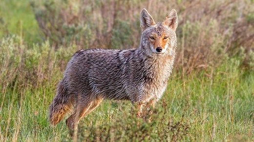 Coyote vs. Wolf: Differences in Size, Habitat and Behavior