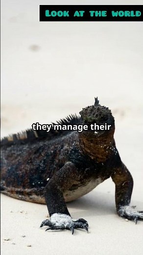 Marine Iguana: The Swimming Reptile!