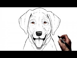 How To Draw a Labrador Puppy | Step By Step