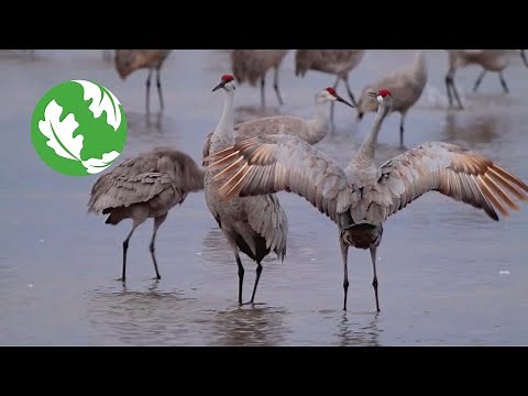 The Great Migration: Sandhill Cranes in Nebraska