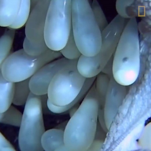 Just a month after mating, a female octopus can lay as many as 100,000 eggs. | National Geographic