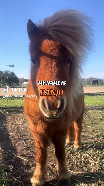 Maddison.Barclay on TikTok