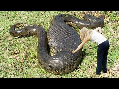 World's LARGEST Snakes EVER