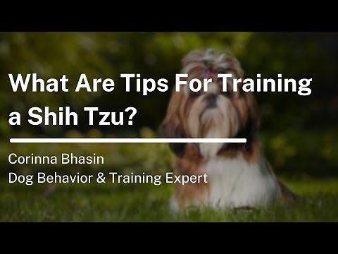 How to Train Your Shih Tzu