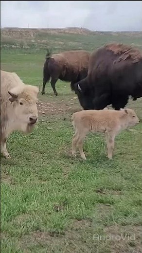 Rare white bison born in Wyoming State Park