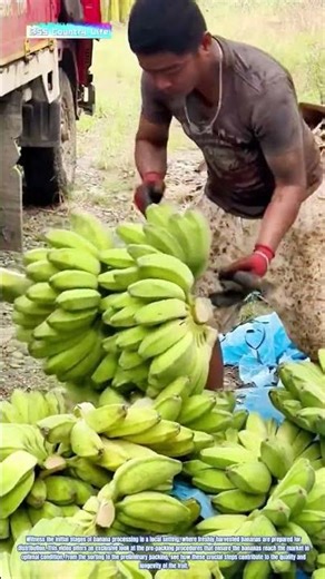 Banana Preparation: The Initial Steps of Packaging
