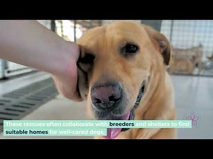 Adopt a Labrador: Your Guide to Finding a Lab Rescue Near You!