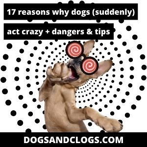 17 Reasons Why Dogs (Suddenly) Act Crazy   Dangers & Tips