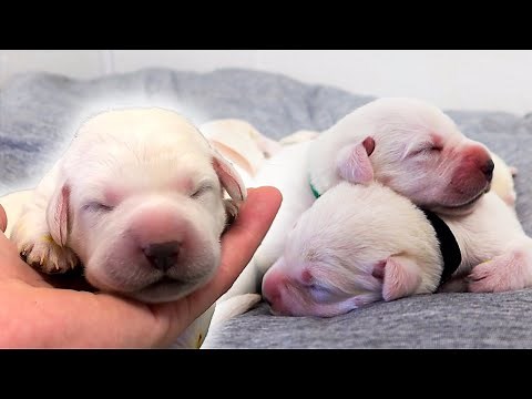 A Cuddly Pile Of Newborn Labrador Puppies!