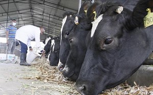How to feed dairy cows for more milk