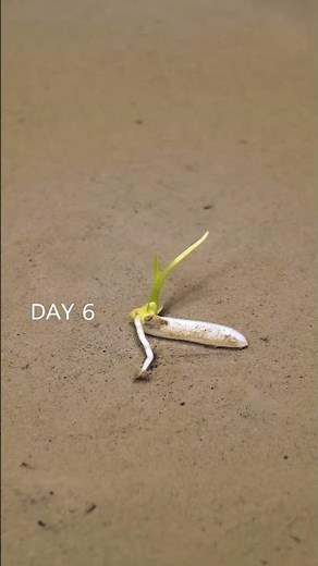 Growing Rice Under Water - Time Lapse