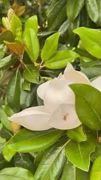 Tree tales: Magnolia grandiflora 🌳⁠