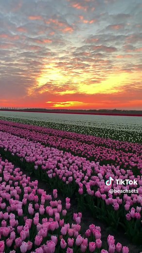 Tulips & sunsets >>> #tulips #sunset