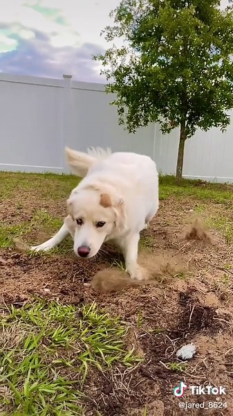 Capturing the Playful Moments of a Golden Lab Husky Mix