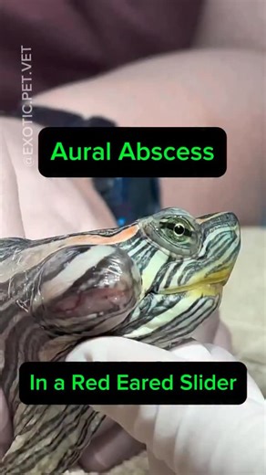 Vet Candy: Veterinary Trends & News on Instagram: "Shells, scales, and surprise abscesses.Another day, another massive turtle abscess.🐢 Credits to the owner @exotic.pet.vet . . . 🏷 #turtle #turtles #reptile #reptiles #reptilecare reptilevet vet vetlife vetmed veterinarian exoticpets exoticvet exoticmedicine turtlevet wildlifevet surgery abscess earabscess reptilesofinstagram animalcar"