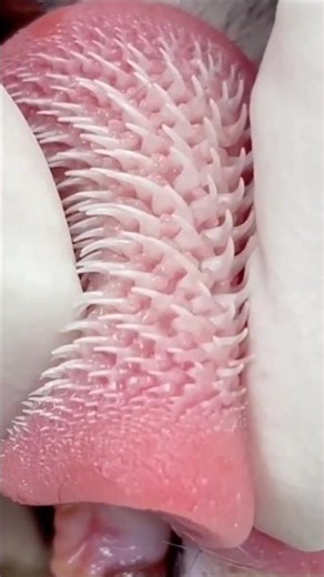 Зачем кошке шершавый язык?