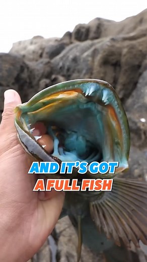 The BEST Way to Prepare Lingcod! 🐟 #lingcod #fisherman #fishing | Fisherman's Life