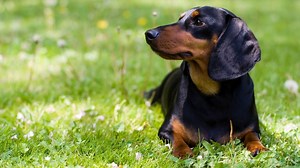Full Size Dachshund vs Mini Dachshund – 4 Remarkable Differences
