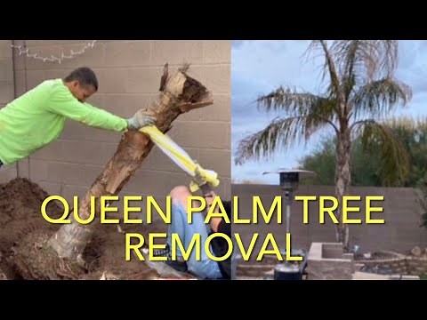 PALM TREE REMOVAL BY HAND NO BIG EQUIPMENT HOW WE REMOVED A 15FT TREE W/ROOT BALL LESS THAN 2 HOURS