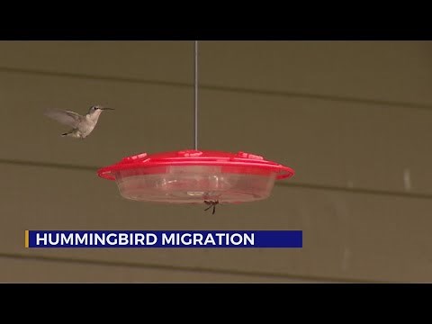 Hummingbird migration