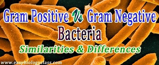 Gram Positive vs Gram Negative Bacteria | EasyBiologyClass