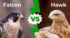 Falcon vs Hawk: Our 8-Point Raptor Comparison Review Guide