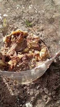 I made a mini organic composter for my kiwi Vines I grew From seed from kiwis from the grocery store