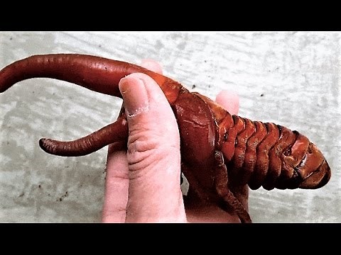 17 Weird Scary Insects