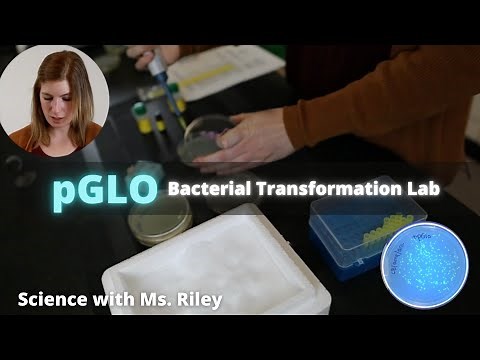 pGLO Bacterial Transformation Lab | Biology Lab with Ms. Riley
