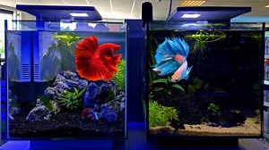 Betta Tank Setup Ideas for Beginners. Our Betta Fish Tank Setup at the Fish Store. Betta Fish are often kept in a Small Aquarium but that's not good. This Betta Tank Setup is, in my opinion, one of the Best Betta Fish Tank Setups ever. The design of this Aquarium is cool and the Betta Fish seems to love the Betta Tank Setup! We are going to add a Betta Fish to the other Betta Tank as well probably! | Danny's Aquariums