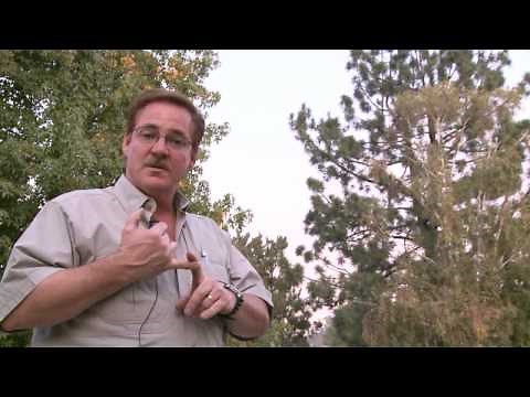 Home & Lawn Pest Control : How to Get Rid of Crows