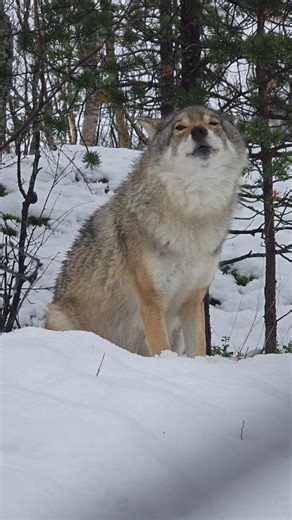 3.4K views · 19K reactions | Wolf howling  #wolf #wolves #polarpark #animals | POLAR PARK Arctic Wildlife Centre | Facebook