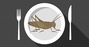 Innovative ways to live a sustainable life - National | Globalnews.ca