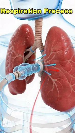 How Breathing Works in the Human Body”