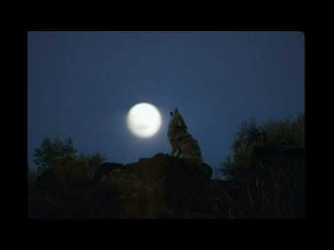 Coyote Howling (Audio)