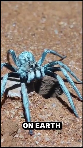 The Trapdoor Spider is CRAZY FAST