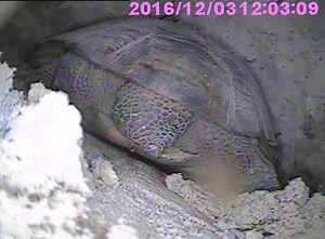 Take a look inside a gopher tortoise burrow! Biologists discovered a tortoise deep inside this burrow at Branan Field WEA in northeast Florida during a survey in December. Gopher tortoise burrows average 15 feet in length and 6.5 feet deep. The standard methodology we use is Line Transect Distance Sampling (LTDS) with burrow scoping that allows biologists to count actual tortoises and not just the burrows. Historically, the FWC counted burrows and estimated two burrows per tortoise. The LTDS met