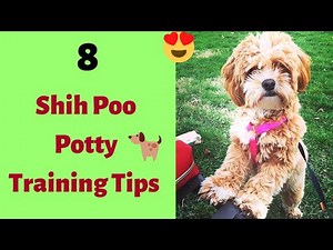 ShihPoo Potty Training Tips | How to Potty Train a Shihpoo?