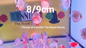 Discus 8-9cm disponibili in negozio. Varietà disponibile: Red Valentine, Red Melon, Red Cover, Alenquer, Snake Skin Red, Pigeon Checkerboard, Red Ica, Blu Diamond, White Pigeon, Pigeon Snake Skin, Heckel Cross, Snake Skin Blu, Leopard, Blue Leopard, LSS, Blue Leopard Heckel Sabato 26 Agosto siamo aperti dalle 10:00 alle 15:00 con orario continuato. | I Discus di Cannilla The Royal Discus Riproduzione e Allevamento Italiano