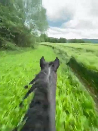 Accouplement de cheval #horse l'animal le plus intelligent 🧠 du monde #vu #viral