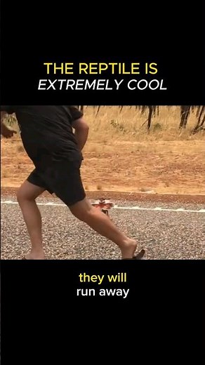 Australia's Coolest Reptile: The Frilled Lizard 😮