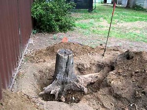 How to Dig up Tree Roots