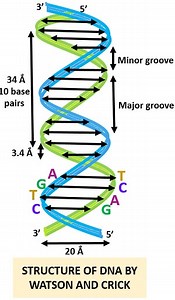 Watson and Crick Model of DNA - History,Video & DNA Model - Biology Reader