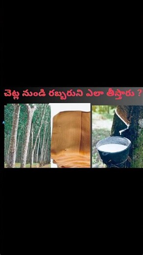 How Trees Give Us Origins of Rubber | Natural rubber | Latex production