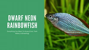 Dwarf Neon Rainbowfish - A Complete Care Guide